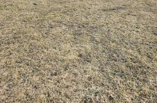 Grundstück zu kaufen in 8114 Großstübing, Idyllisches Baugrundstück in Großstübing!