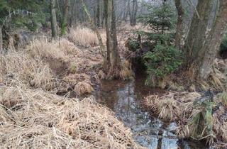 Gewerbeimmobilie kaufen in Details Bei Anfrage, 3902 Vitis, Vitis: 2,14ha Grundstück (Wiese & Wald mit Bachlauf): Ideal für ein Teichprojekt