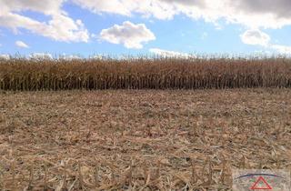 Gewerbeimmobilie kaufen in 3061 Ollersbach, Ackerfläche in sehr guter Lage!