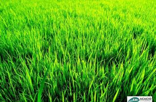 Grundstück zu kaufen in Feldgasse, 3451 Michelhausen, Bauplatz in Michelhausen, im Herzen des Tullnerfelds