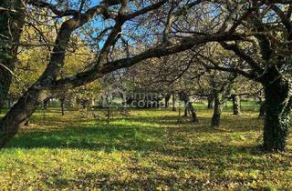 Grundstück zu kaufen in 7053 Hornstein, Baugrund Schlosspark