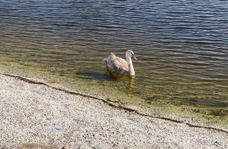 Haus kaufen in 7100 Neusiedl am See, Exklusives Haus direkt am Wasser, Neusiedlersee, Burgenland