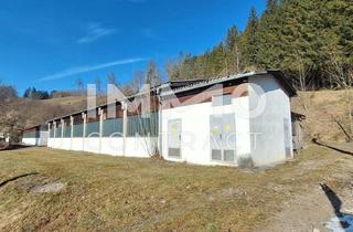 Lager mieten in 3342 Graben, Lager-, Montage- u.o. Produktionshallen mit Freiflächen in Opponitz - Ybbstal zu mieten