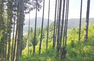 Immobilie kaufen in 8685 Steinhaus am Semmering, Wald in Steinhaus