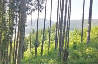 Agrarfläche kaufen in 8685 Steinhaus am Semmering, Wald in Steinhaus
