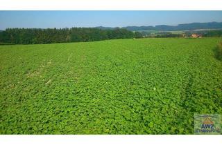 Gewerbeimmobilie kaufen in 3464 Seitzersdorf-Wolfpassing, Acker mit bester Bonität!