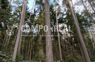 Grundstück zu kaufen in 7400 Oberwart, CAMPO-BIETERVERFAHREN: WALD-Grundstücke im Paket