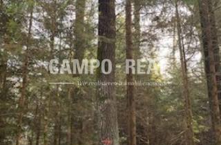 Grundstück zu kaufen in 7422 Riedlingsdorf, CAMPO-BIETERVERFAHREN: WALD-Grundstücke im Paket