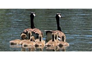 Wohnung mieten in Pfarrdorf 92, 9473 Lavamünd, 3 Monate Hauptmietzinsfrei!!** Günstige 4-Zimmer Wohnung in Lavamünd