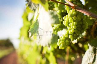 Immobilie kaufen in 1100 Wien, Weingarten im 10ten Bezirk - Bewirtschaften Od. Investieren