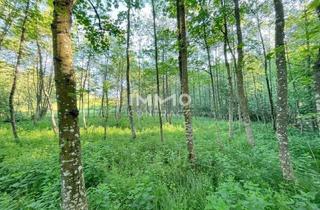 Gewerbeimmobilie kaufen in 3321 Ardagger Stift, Erholung pur im eigenen Wald mit Bach und Wiesen nähe Amstetten