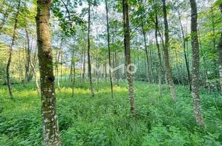 Gewerbeimmobilie kaufen in 3321 Stephanshart, Erholung pur im eigenen Wald mit Bach und Wiesen nähe Amstetten
