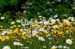 Anlageobjekt in Traunauen, 4030 Linz, Ideal für Anleger! Urbane 2-Zimmer Wohnung Nähe der Traunauen - provisionsfrei!