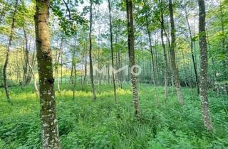 Grundstück zu kaufen in 3321 Ardagger Stift, Erholung Pur im Eigenen Wald mit Bach und Wiesen Nähe Amstetten