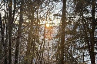 Gewerbeimmobilie kaufen in 8753 Dietersdorf, Waldliegenschaft im Murtal – ca. 3,9 ha Forstfläche