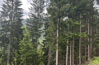 Gewerbeimmobilie kaufen in 8921 Lainbach, 16,5 ha Wald eine solide Wertanlage - nahe Gesäuse