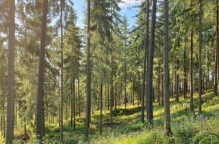 Gewerbeimmobilie kaufen in 8772 Timmersdorf, 4 ha Wald in Traboch / Leoben