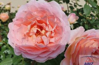 Wohnung kaufen in 4600 Wels, WELS - Zentrum: Vermiete Unterkunft für Monteure und Arbeiter