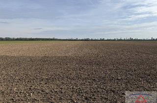 Gewerbeimmobilie kaufen in 2232 Deutsch-Wagram, Schöner ebener Acker mit Brunnen!