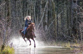 Immobilie kaufen in 30 Km Nördlich Von Salzburg, 5224 Auerbach, K3 - LIEGENSCHAFT für viele MÖGLICHKEITEN mit TIEFBRUNNEN