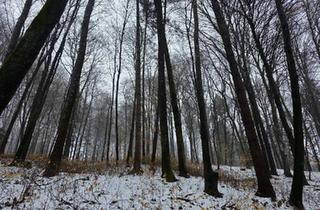 Gewerbeimmobilie kaufen in 8382 Maria Bild, Waldgrundstück