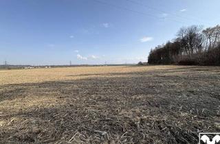 Grundstück zu kaufen in 5274 Burgkirchen, Ebenerdiges Ackerland nahe Ortszentrum Burgkirchen