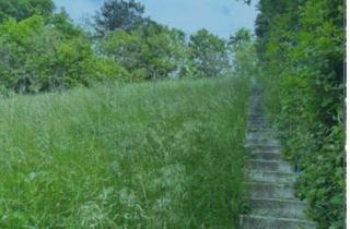 Grundstück zu kaufen in 3400 Weidling, GRUNDSTÜCK MIT ALTBESTAND