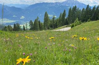 Grundstück zu kaufen in 9771 Berg, Almgrundstück mit Sonderwidmung Freizeitwohnsitz 100 qm