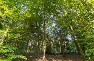 Grundstück zu kaufen in Gossendorf, 8330 Feldbach, Waldgrundstück (Mischwald) in Gossendorf – 5.265 m² Natur & Wertbeständigkeit