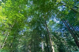 Grundstück zu kaufen in 8344 Bad Gleichenberg, Waldgrundstück in Bad Gleichenberg – 8.268 m² Natur & Wertanlage