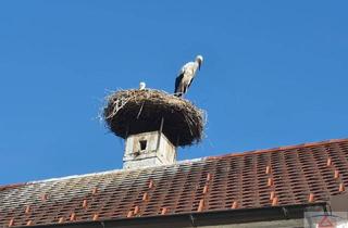 Haus kaufen in 4902 Wolfsegg am Hausruck, Schöne, geräumige Familienresidenz mit großem Garten und Carport!