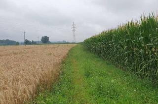 Gewerbeimmobilie kaufen in 5231 Schalchen, Landwirtschaftlicher Nutzgrund