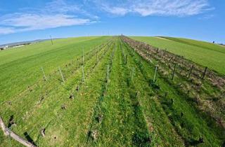 Grundstück zu kaufen in 7011 Siegendorf, Weingarten bei Siegendorf zu kaufen ! In Vino Veritas