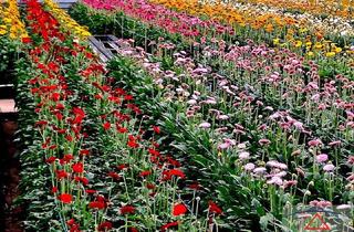 Grundstück zu kaufen in 4891 Pöndorf, Erfolgreiche Gärtnerei mit stabilem Kundenstamm sucht Nachfolge