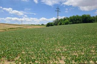 Gewerbeimmobilie kaufen in 2440 Moosbrunn, Landwirtschaftliche Fläche in Moosbrunn – 37.000 m². Kaufpreis auf Anfrage!