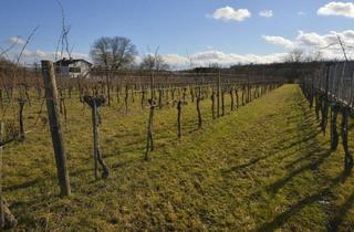 Grundstück zu kaufen in 3561 Zöbing, Traumhaftes Baugrundstück in Langenlois-Zöbing: 2561 m² für nur 98.000 €!