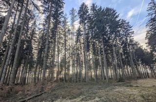 Gewerbeimmobilie kaufen in 4840 Vöcklabruck, Eigener Wald als Realwert – gepflegter Forst mit sehr guter Zufahrt