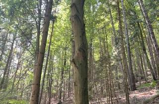 Agrarfläche kaufen in 8051 Graz, 154 ha Eigenjagd nahe Thal bei Graz