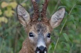 Grundstück zu kaufen in 8112 Gratwein, 154 ha Eigenjagd mit Ertragsmischwald
