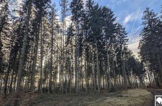 Grundstück zu kaufen in 4840 Vöcklabruck, Eigener Wald Als Realwert - Gepflegter Forst mit Sehr Guter Zufahrt