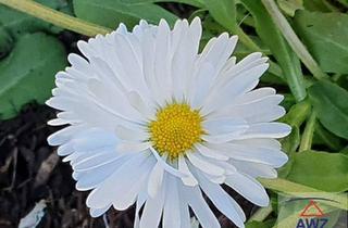 Grundstück zu kaufen in 4563 Micheldorf, Sonniger Baugrund in zentraler Lage! Ein Ort zum Wohlfühlen!