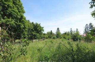 Grundstück zu kaufen in 2294 Marchegg, Baugrundstück - 2 Parzellen !