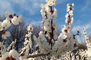 Grundstück zu kaufen in Kg Pömling, 3644 Emmersdorf an der Donau, Obstgarten sucht Hobbygärtner