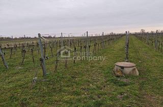 Gewerbeimmobilie kaufen in 7142 Illmitz, Großes arrondiertes Ackergrundstück ( fast 2ha ) in Illmitz, Burgenland