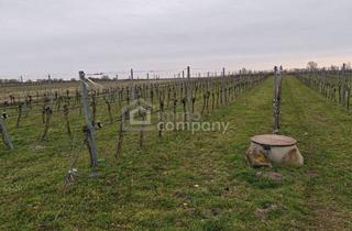 Grundstück zu kaufen in Apetloner Badesee, 7142 Illmitz, Großes Arrondiertes Ackergrundstück ( Fast 2ha ) in Illmitz, Burgenland