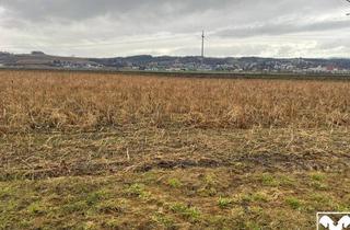 Grundstück zu kaufen in 4331 Naarn, Landwirtschaftlicher Nutzgrund