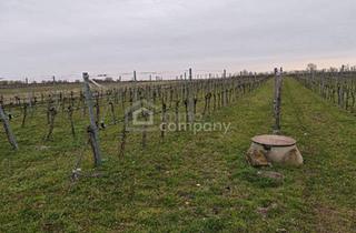 Gewerbeimmobilie kaufen in 7142 Illmitz, Großes arrondiertes Ackergrundstück ( fast 2ha ) in Illmitz, Burgenland