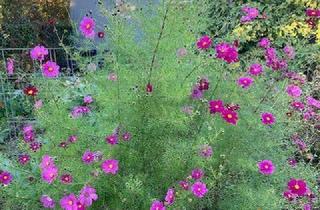  in 2700 Wiener Neustadt, Schöner Nutzgarten, 322m², ab sofort zu verpachten