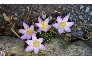 Wohnung mieten in 8600 Bruck an der Mur, KLEIN ABER FEIN! INKLUSIVE KÜCHE!