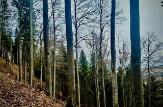 Agrarfläche kaufen in 8665 Langenwang, Wald - gut erreichbar und erschlossen zu Verkaufen